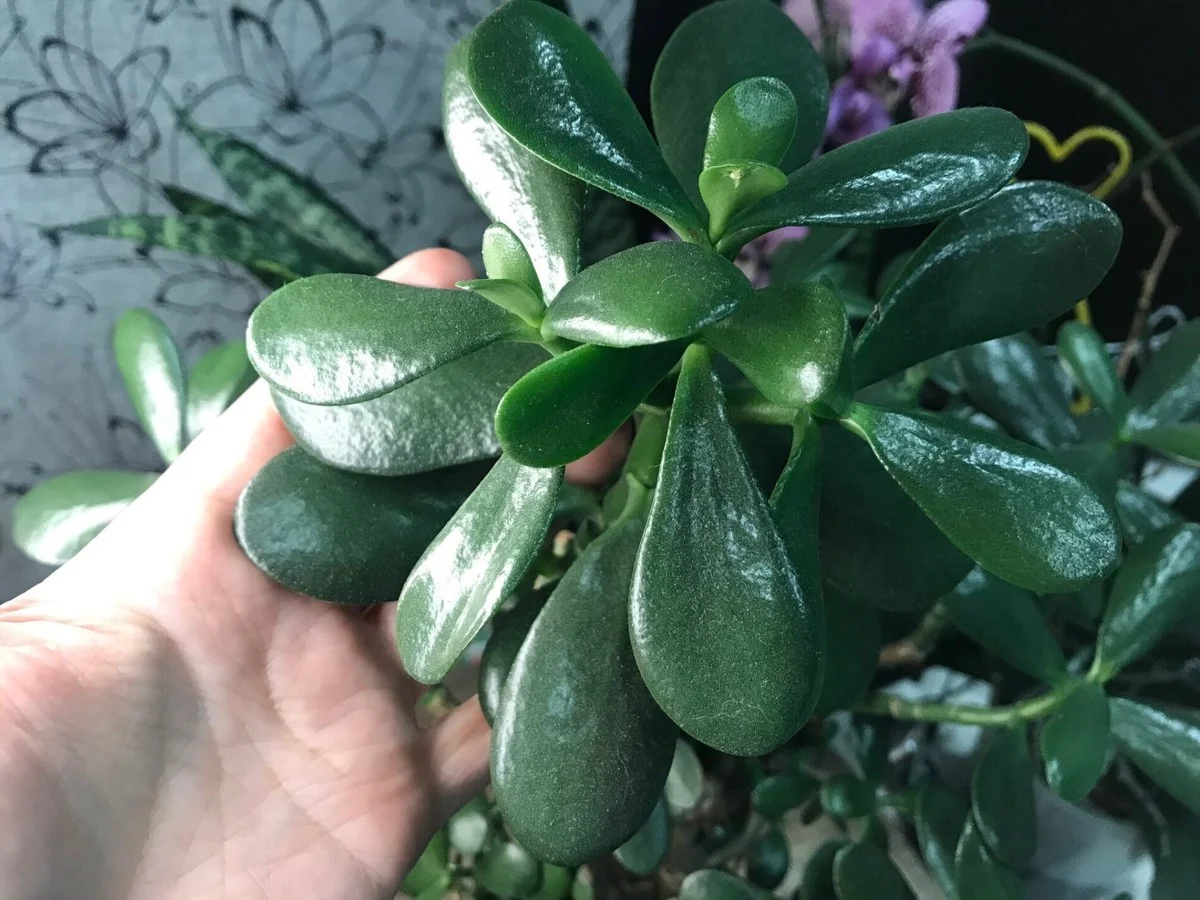 Proč vaše peníze strom shazuje listy: babička varovala před těmito finančními problémy