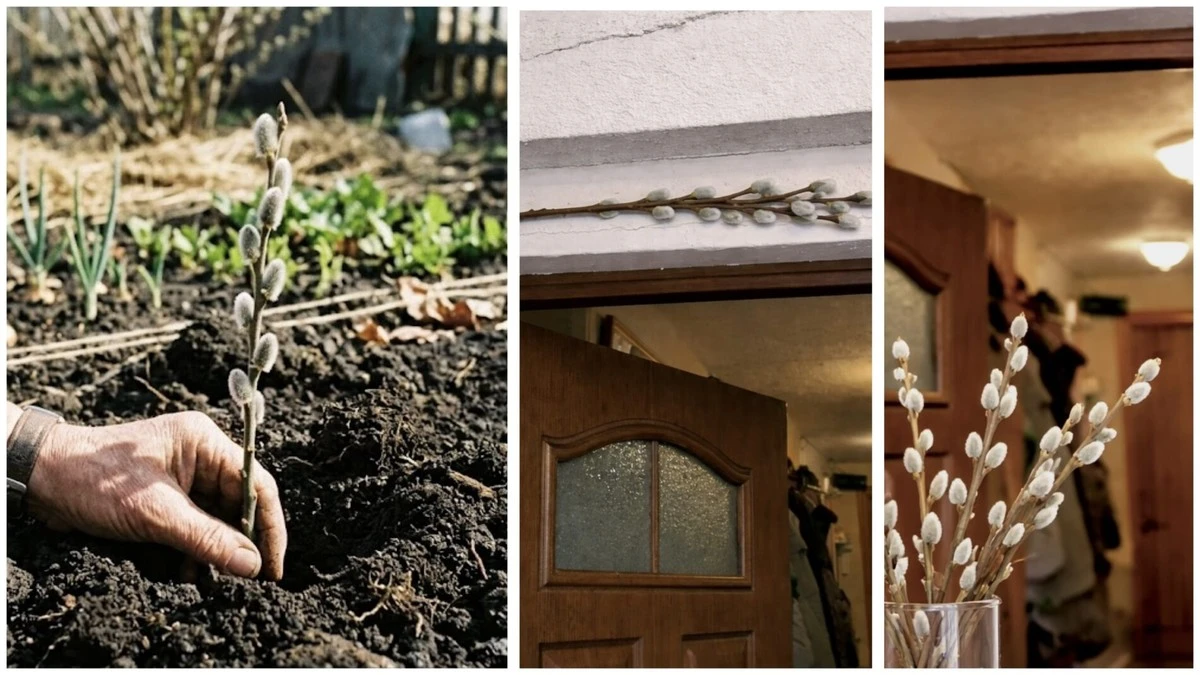 Proč zkušení zahrádkáři dávají na jaře větvičku vrby na zahradu