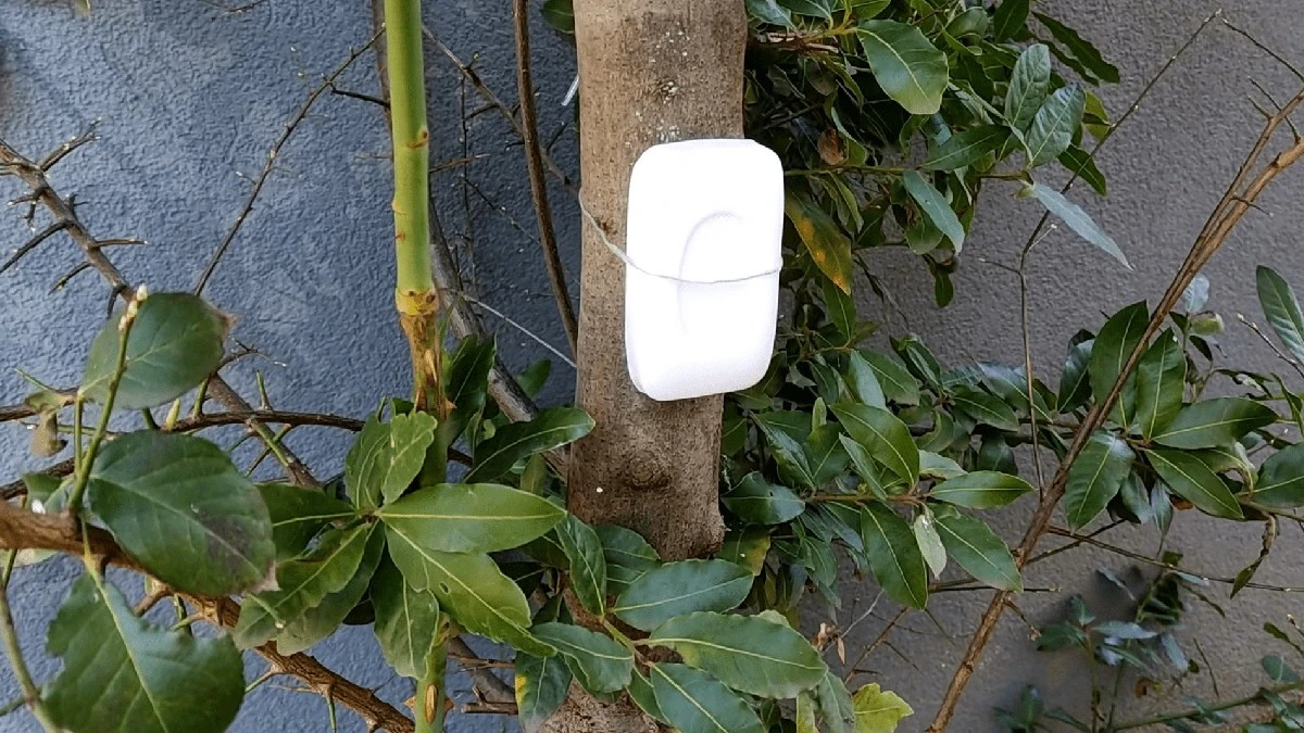 Babička poradila: Mýdlo a česnek na dřeviny. Účinný trik proti škůdcům