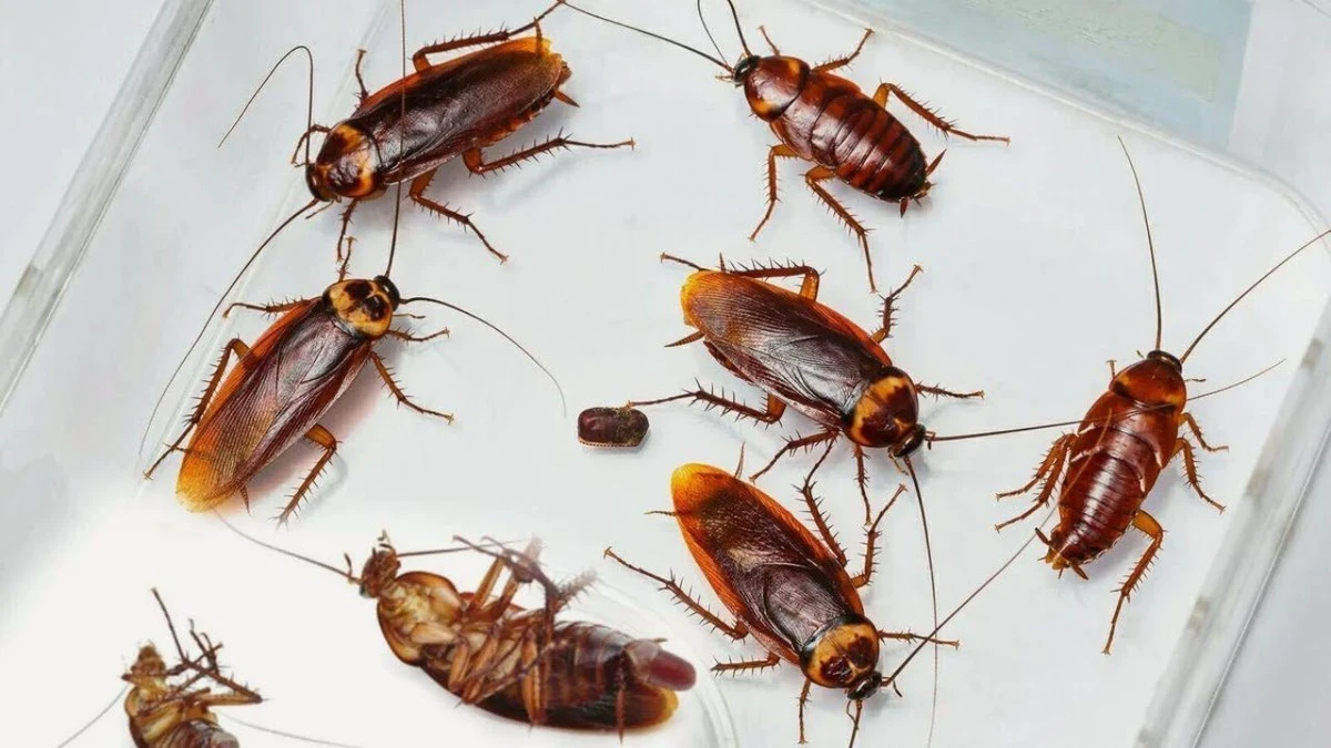 Tři důvody, proč stará banánová slupka zachrání vaši kuchyň před šváby