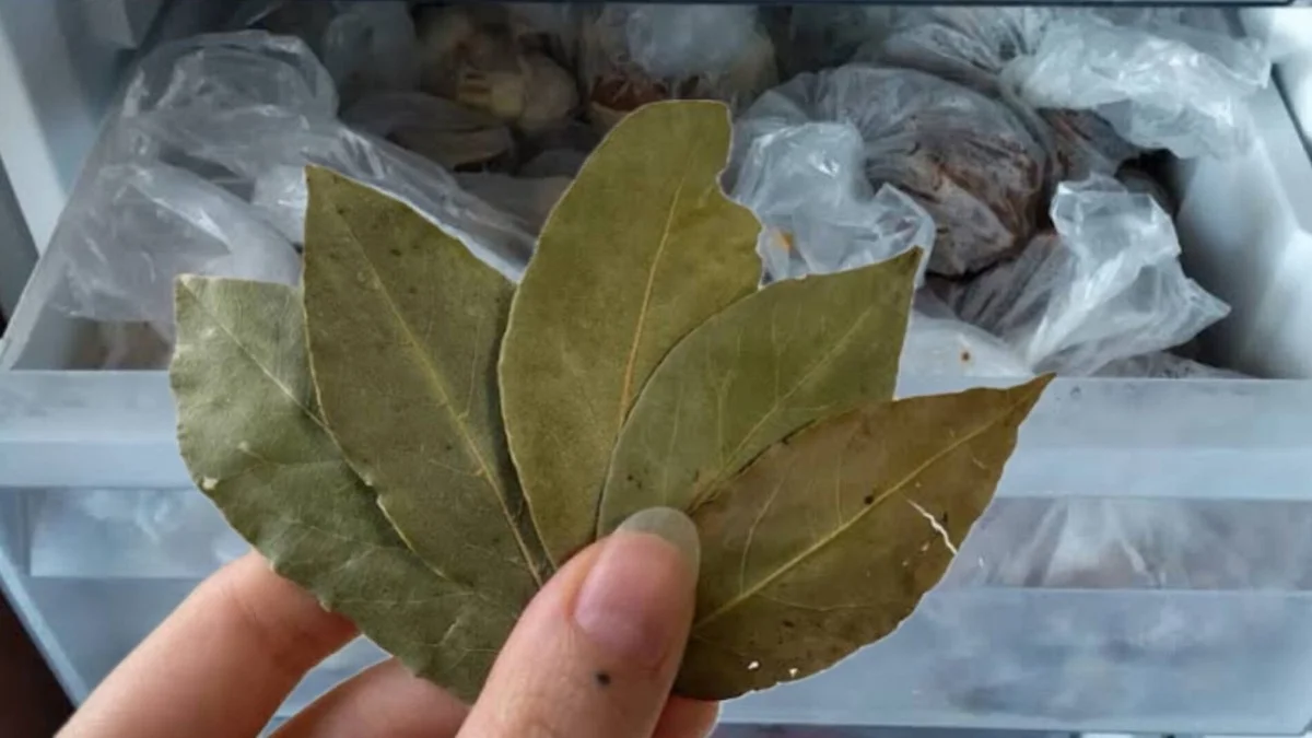 Proč zkušení kuchaři dávají bobkový list do mrazáku? Tajemství intenzivní chuti, o kterém se nemluví.