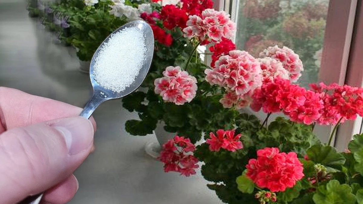 Lžička cukru pro pelargonie a v únoru kvete jako v létě: Zázrak za pár korun