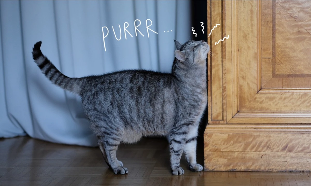 3 signály od kočky po 