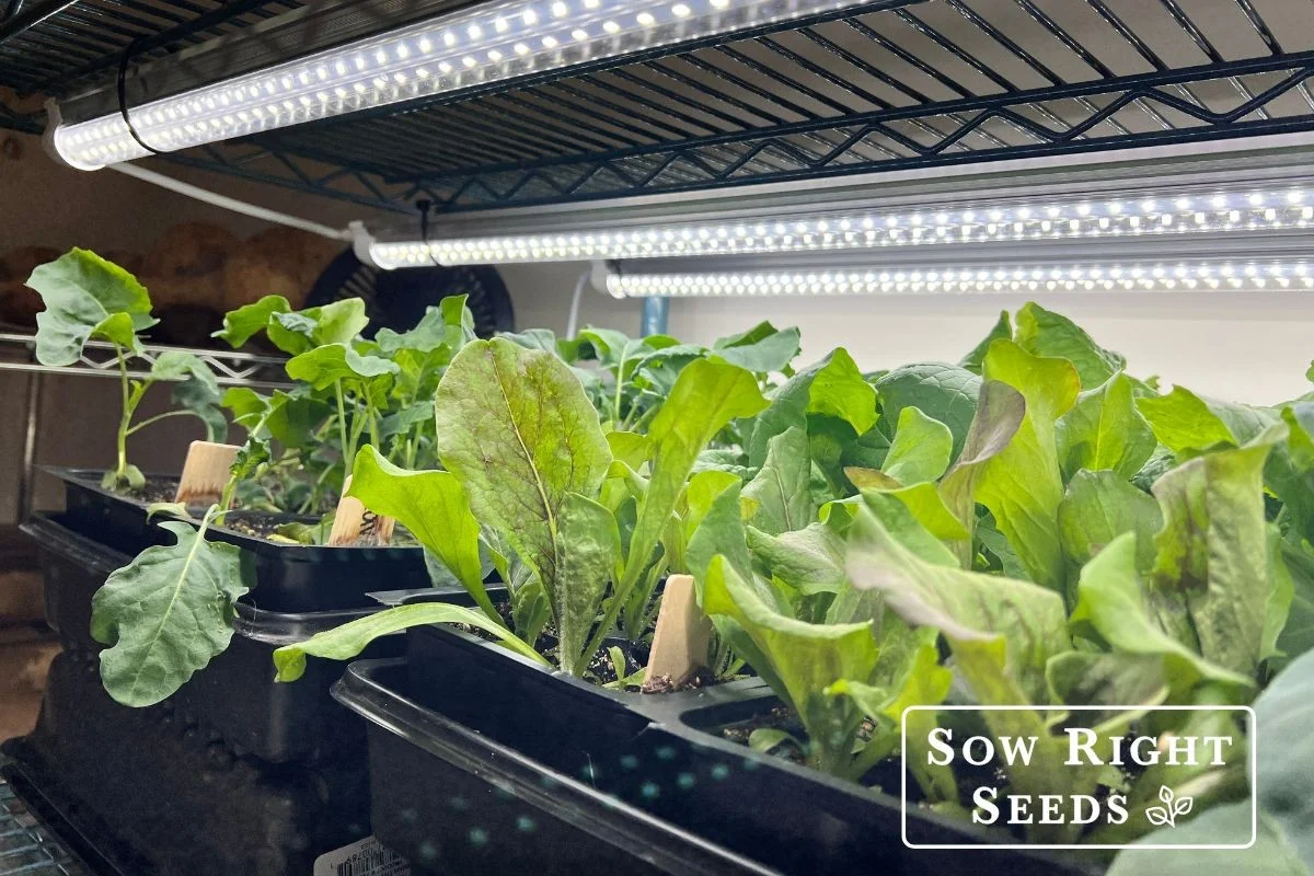 10 zeleninových favoritů, které vám v bytě porostou po celý rok (třešňová rajčata překvapí) - image 2