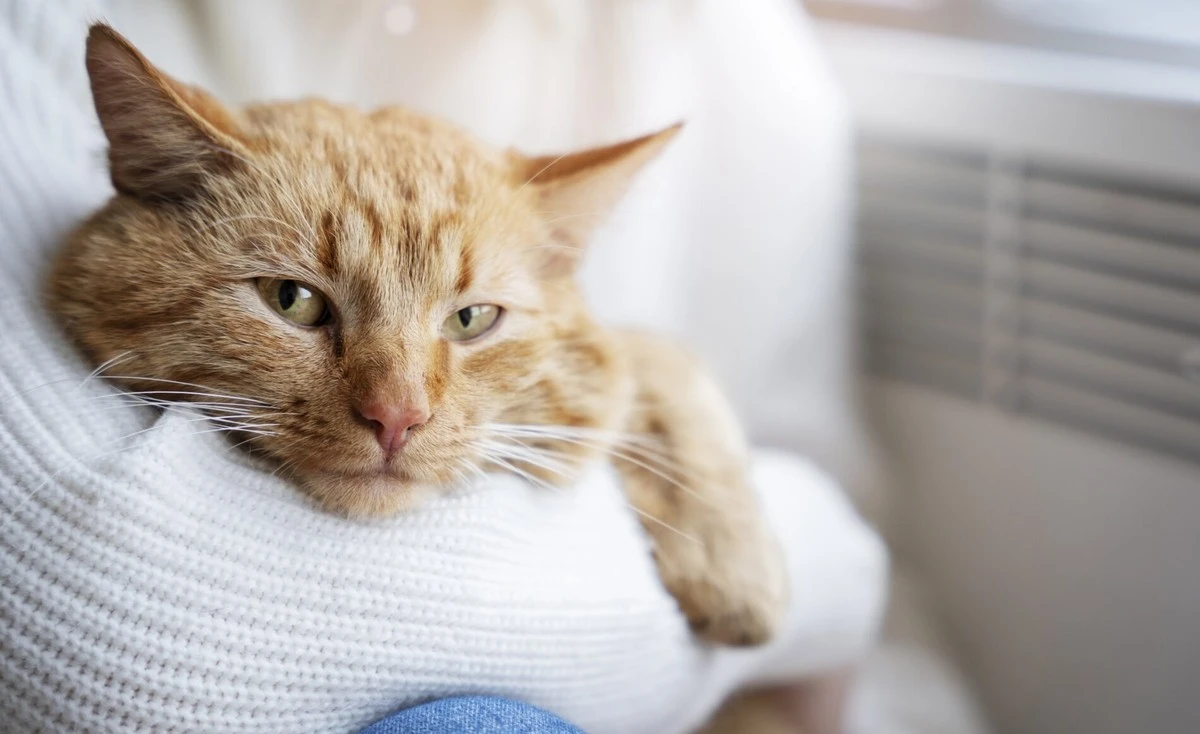 21 rok s Gogem na 3 základech: Tajemství dlouhověkosti mého kocoura