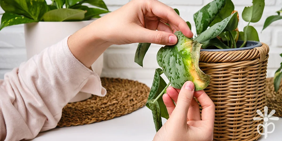 prochnednouspic-extra-2.webp Proč hnědnou špičky listů lopatkovce? 3 skryté chyby, na které amatéři zapomínají - image 2