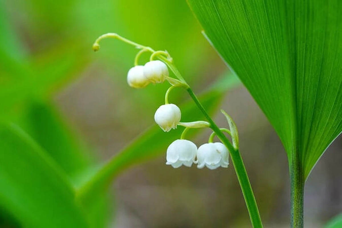 6invazivnichtrv-extra-1.webp 6 invazivních trvalek, které byste do zahrady raději nikdy nepěstovali - image 1