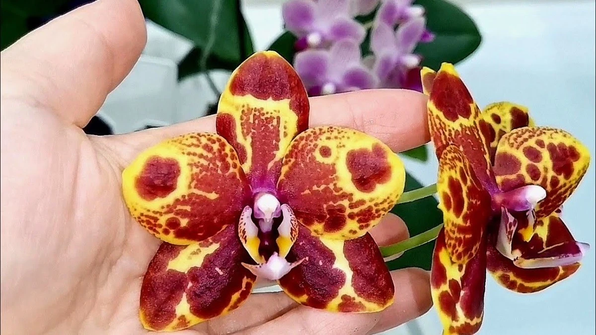 Proč moje orchideje konečně nepřehnívají: zalévám je podle 1 znaku a funguje to na 100 %