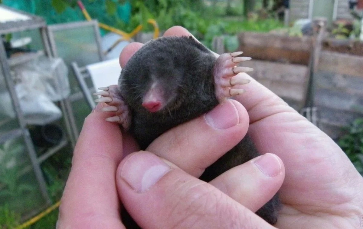 Proč zahradníci sypou do děr po krtek tuto směs: Dřeviny jsem zachránil