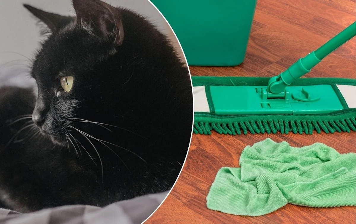 Jedna lžíce tohoto vylepší váš úklid a zbaví byt kočičího zápachu