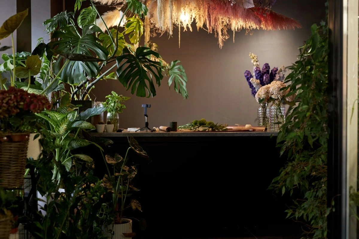 9 rostlin, kterým je světlo lhostejné: i v tmavém bytě a stínu na okně budou prosperovat - image 1