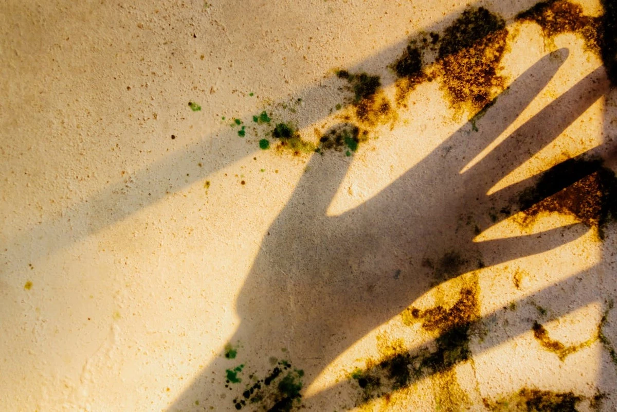 Plíseň se vrací, i když nettoyage vypadá důkladně? Znáte 3 skryté chyby, kvůli kterým nikdy nezmizí