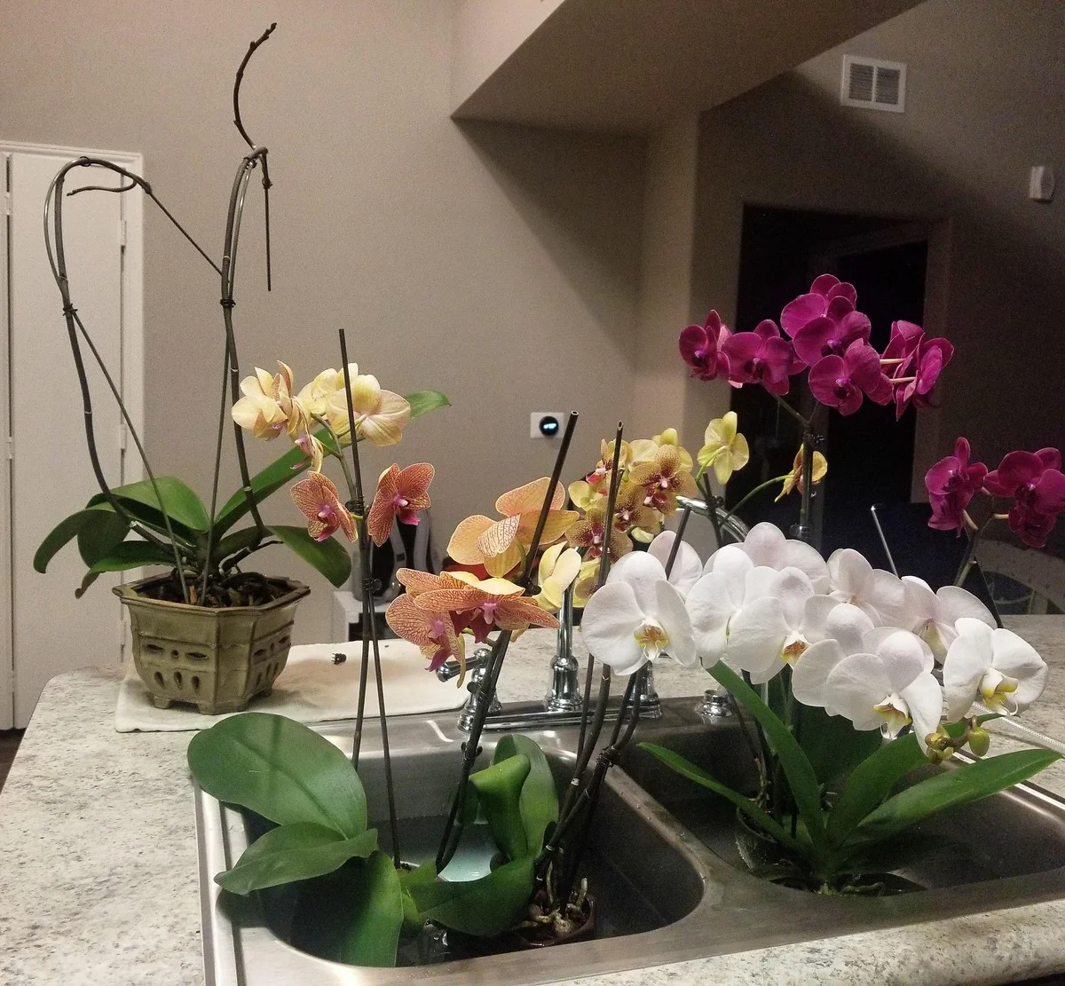 Proč se orchideje nedaří? Zkuste metodu, při které se na 10 minut namočí - image 2