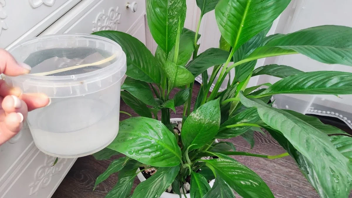 Proč zkušení pěstitelé zalévají lopatkovec rýžovou vodou: Tajemství svěžího listí a bohatého květu