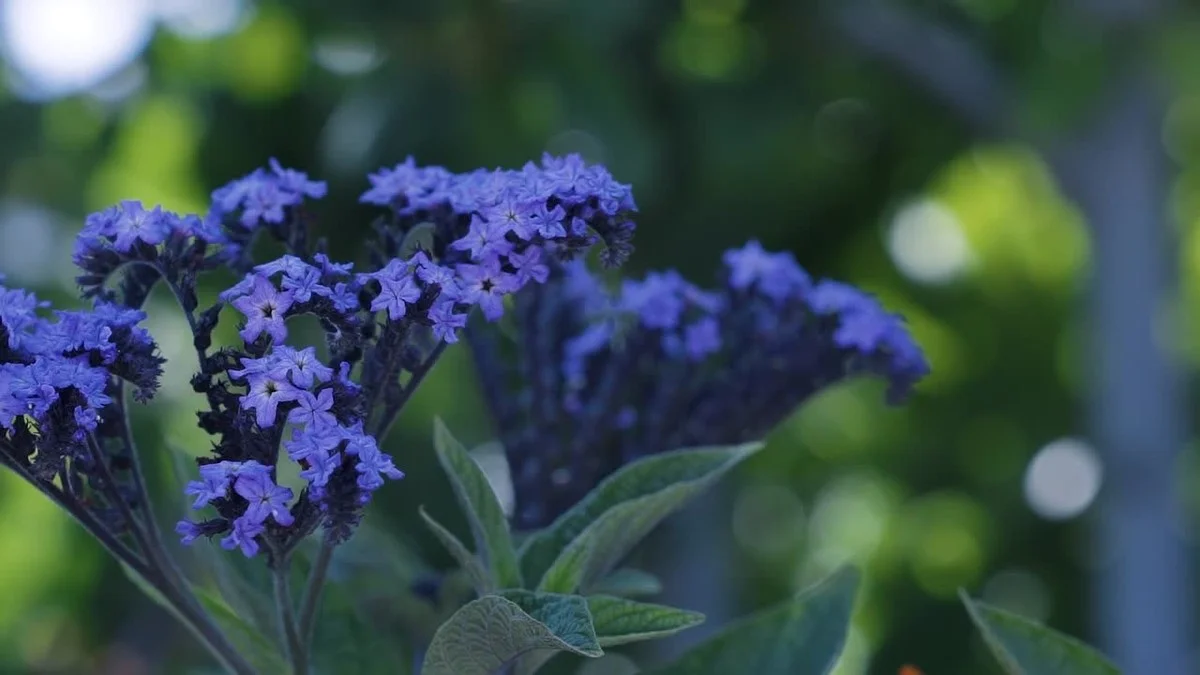 Nečekaná vůně exotické krásky: Zjistěte, proč by třešňový koláč neměl chybět ve vaší zahradě - image 1