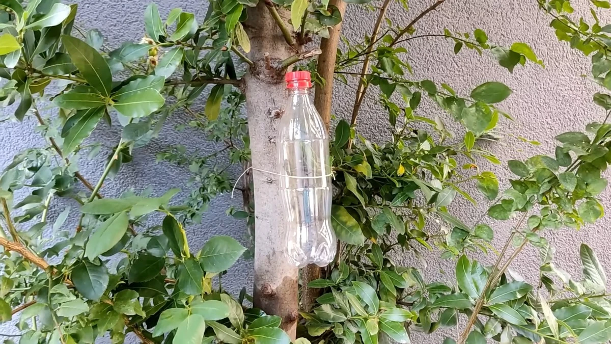 Přivázala PET láhev na strom a teď si nemůže vynachválit: Není to vtip, ale trik proti hmyzu v sadu