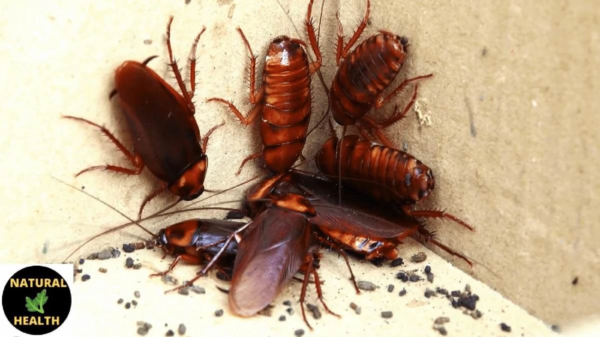 Санітарна служба: три запахи, які таргани ненавидять – і один з них є на кожній кухні