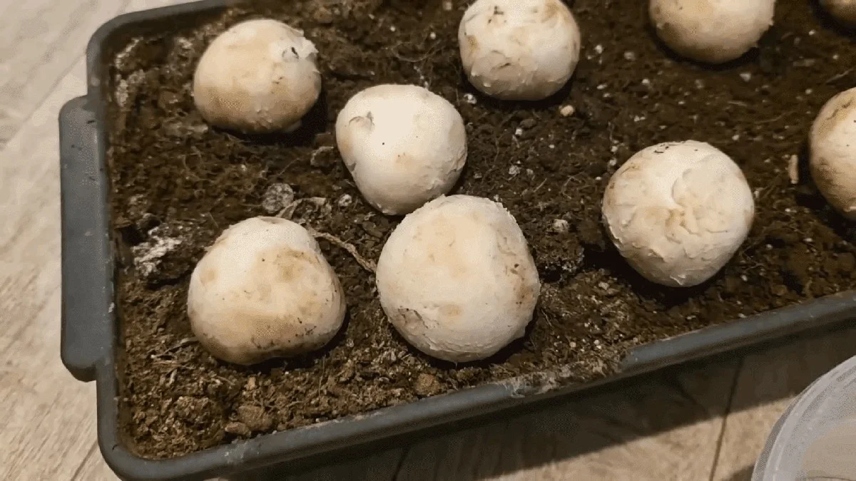 Vyzkoušel jsem pěstování hub v igelitovém pytli doma: První sklizeň za 25 dní se substrátem ze sena