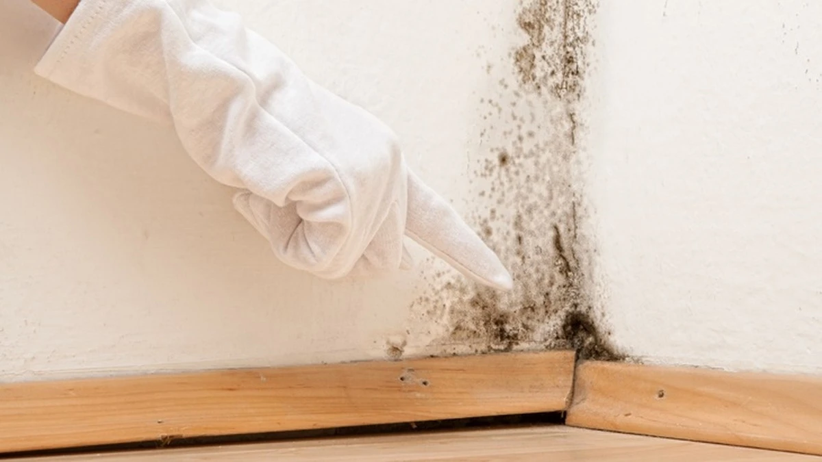 cititeplisenzan-extra-1.webp Cítíte plíseň za nábytkem? Tajný roztok ji odstraní bez chemie a zápachu - image 1