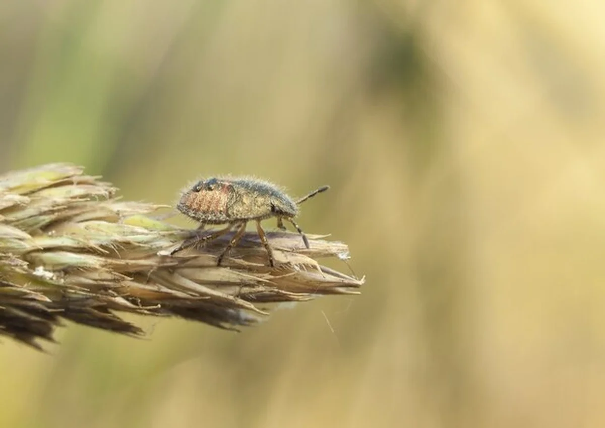 Odhalená chyba: Tajný rituál, kterým konečně zastavíte japonské chroustky v zahradě - image 1