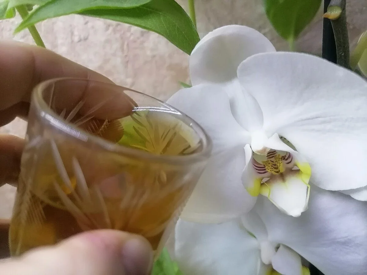 Proč tchýni kvetou orchideje i v zimě: Jeden „nápoj“ dodá poupata