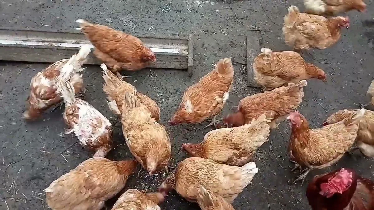 Veterináři tajně prozradili, co musí mít slepice v zimě v krmítku, aby nesly každý den