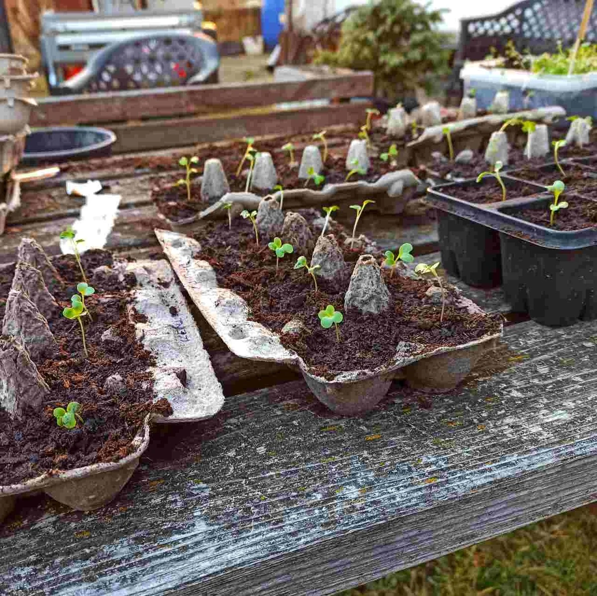 proczkusenamama-extra-1.webp Proč zkušená máma z vesnice desetkrát rychleji zpracovává kartonové plata od vajec - image 1