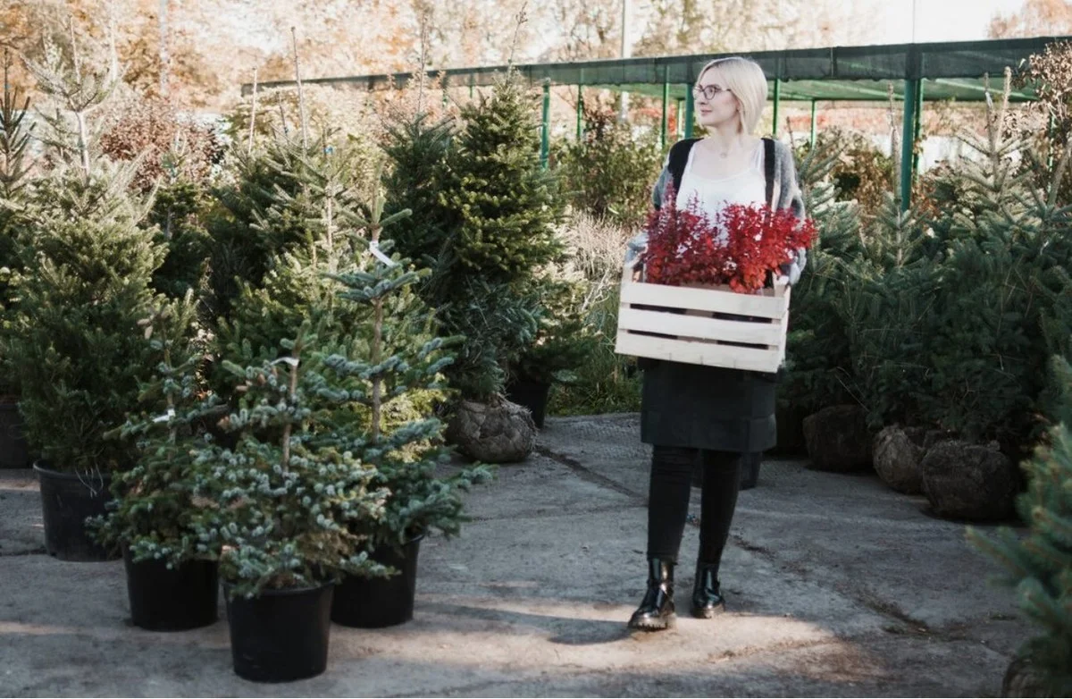 Kam zmizí stovky neprodaných vánočních stromků 1. ledna: Prodavač odhalil tajemství