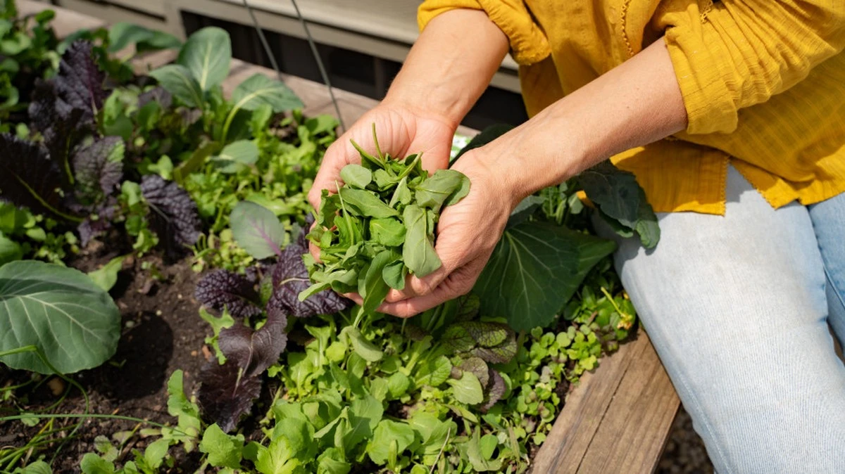Mikrozelenina: malí zelení superhrdinové pro vaši jarní vitalitu - image 2