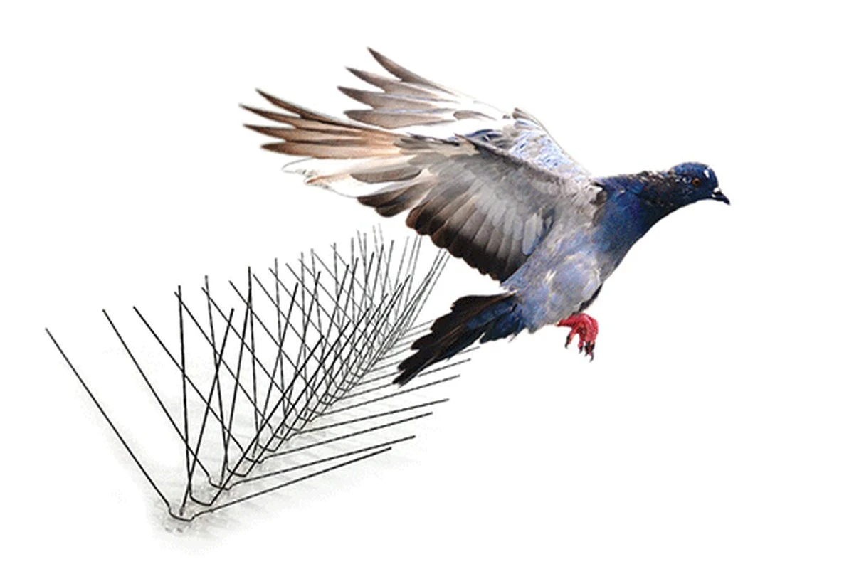 Proč holubi opustí váš balkon? Triky, které fungují lépe než drahé sítě - image 1