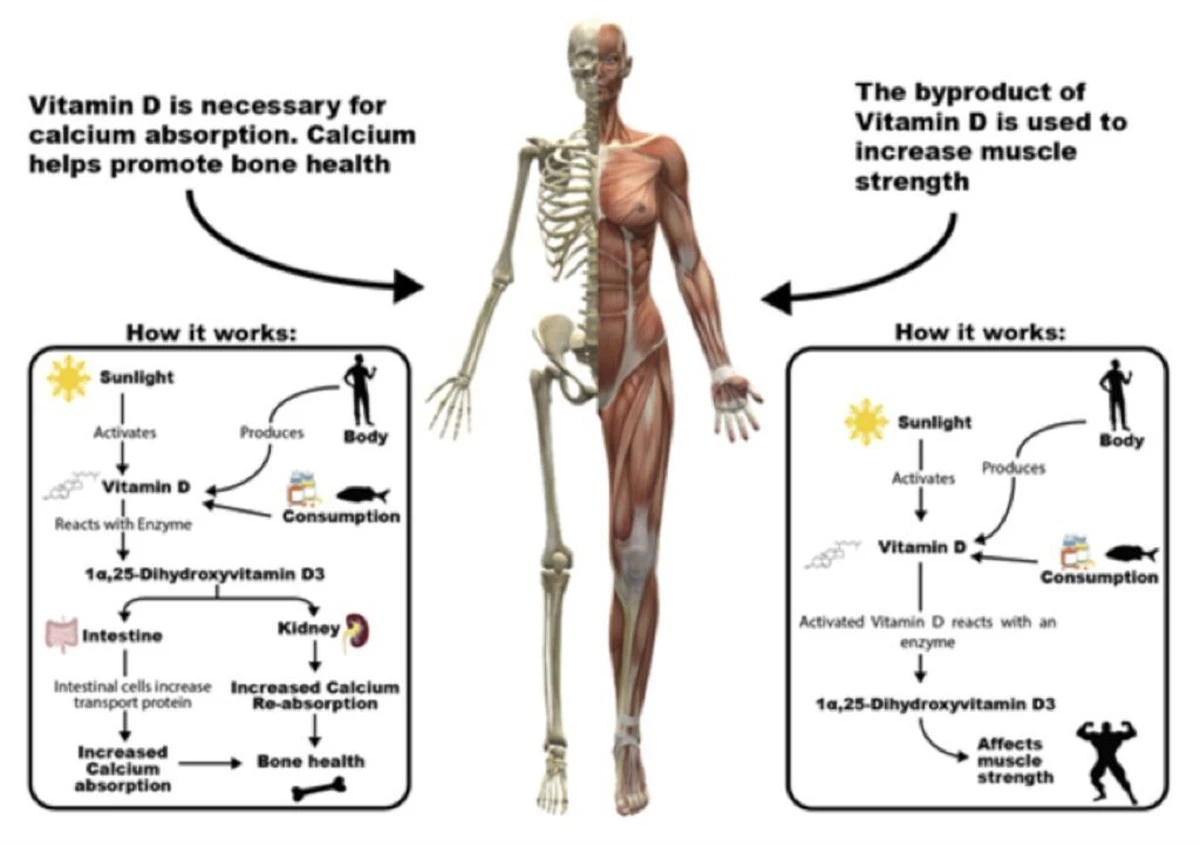 zimniimunitupos-extra-2.webp Zimní imunitu posílí 1 trik s vitamínem D a probiotiky - image 2
