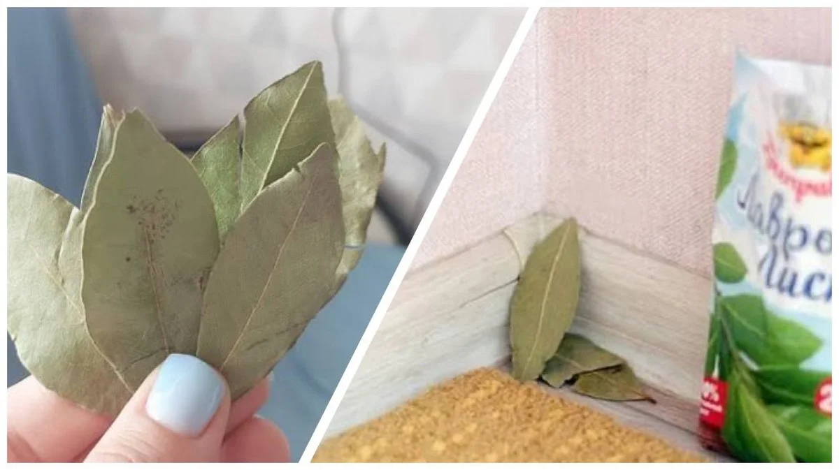 Čtyři skrytá místa v domě, kam dát bobkový list pro přilákání prosperity a peněz