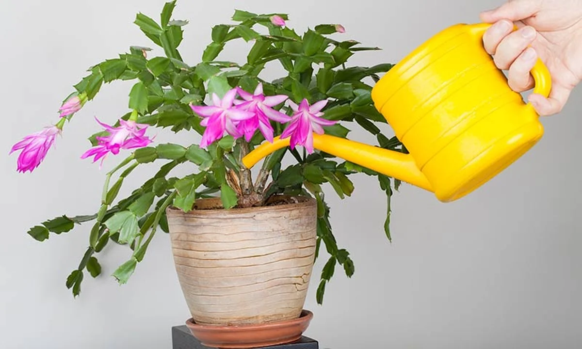 Proč zkušení zahrádkáři přidávají dvě lžičky superfosfátu do litru vody (kvete až do jara) - image 2