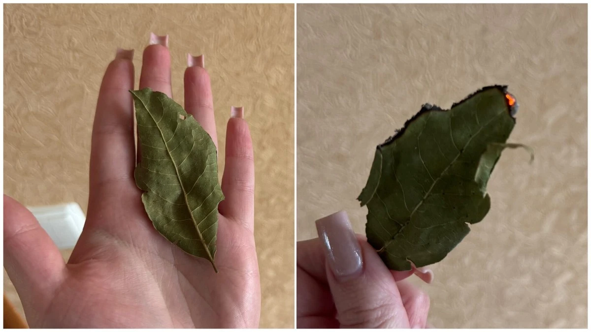 Jeden rituál s bobkovým listem přiláká peníze a klid do vašeho domova