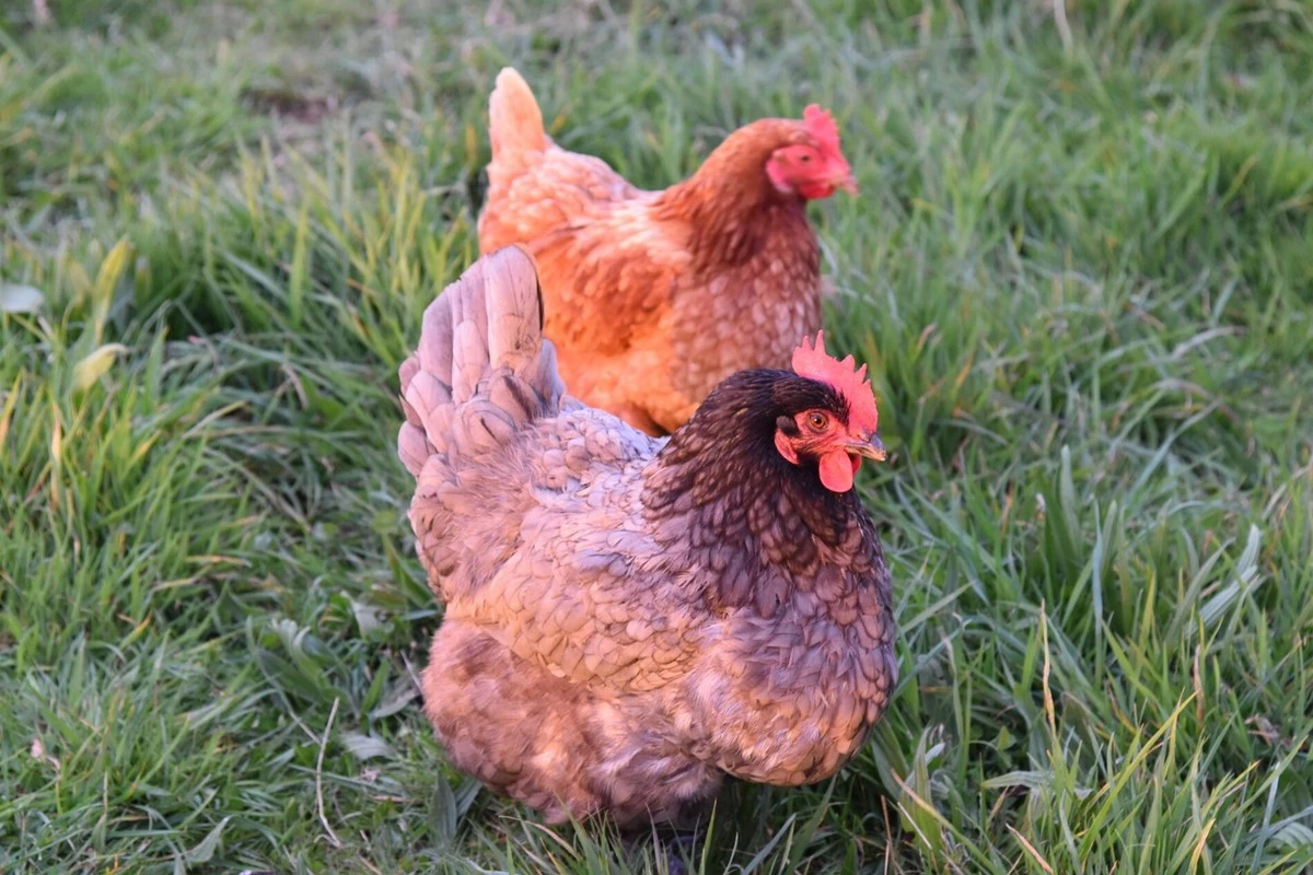 Proč slepice málo nesly po zimě a jak to spravit s makovinou