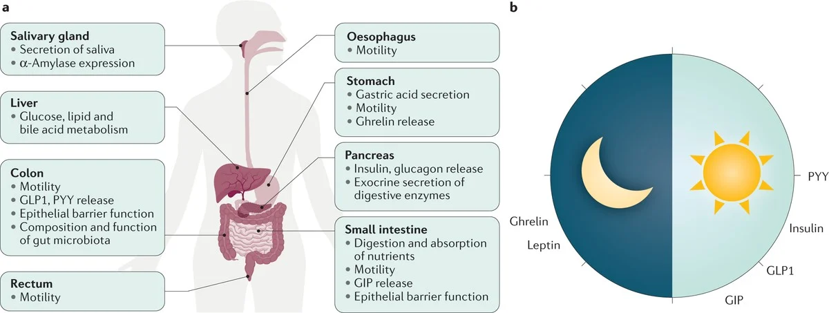 Proč se vaše střeva bouří: Nečekaný viník je mnohem blíže, než si myslíte - image 2