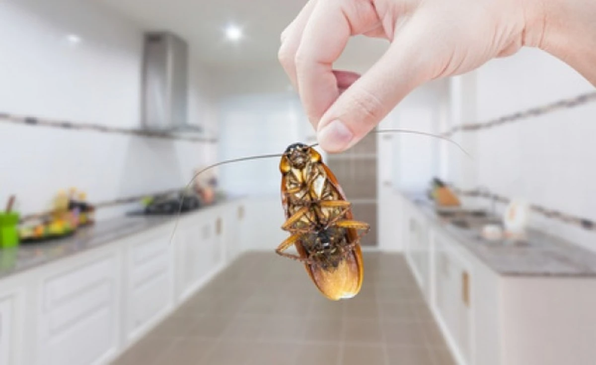 Proč tradiční past na potraviny na šváby selhala: Důvod je překvapivý - image 2