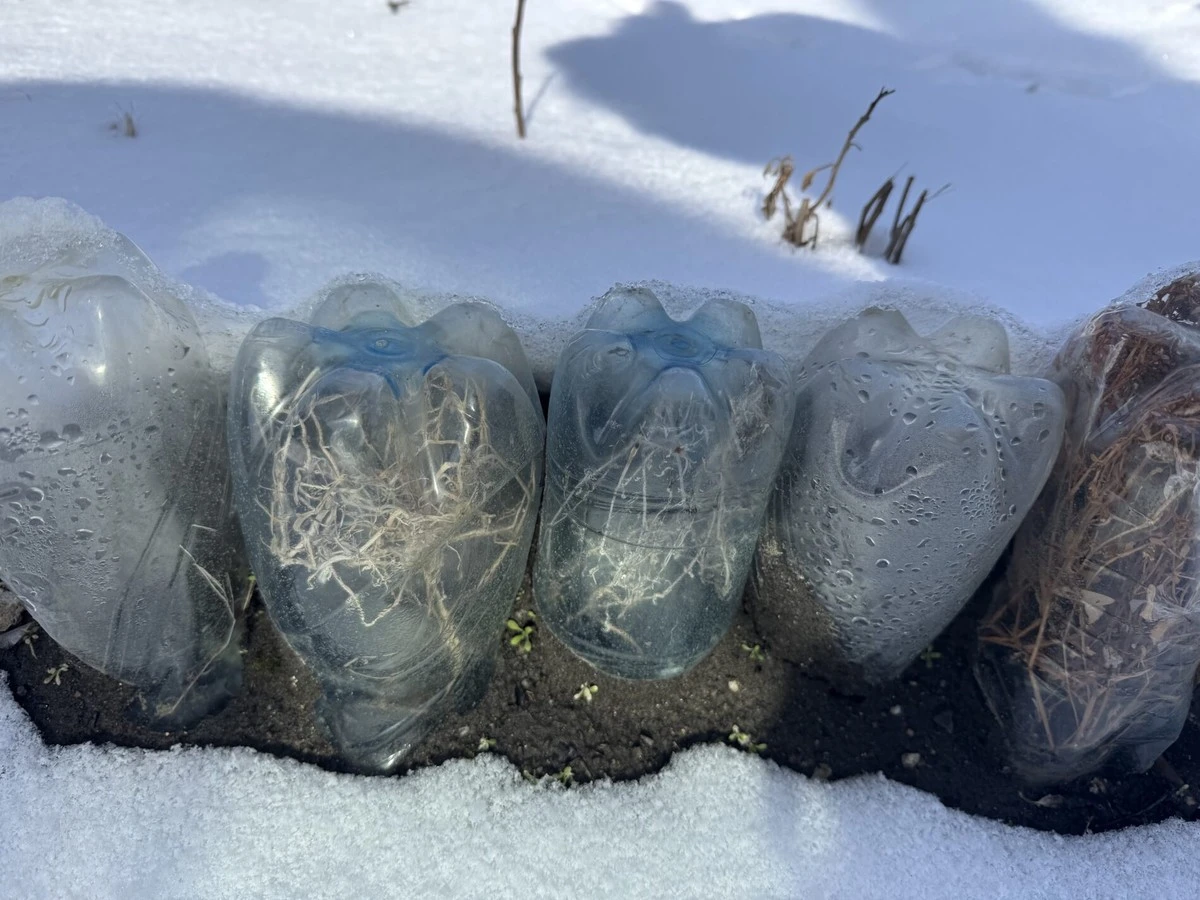 Jak z PET lahve udělat mini-skleník pro zimní výsevy a rané sazenice (-15°C funguje)