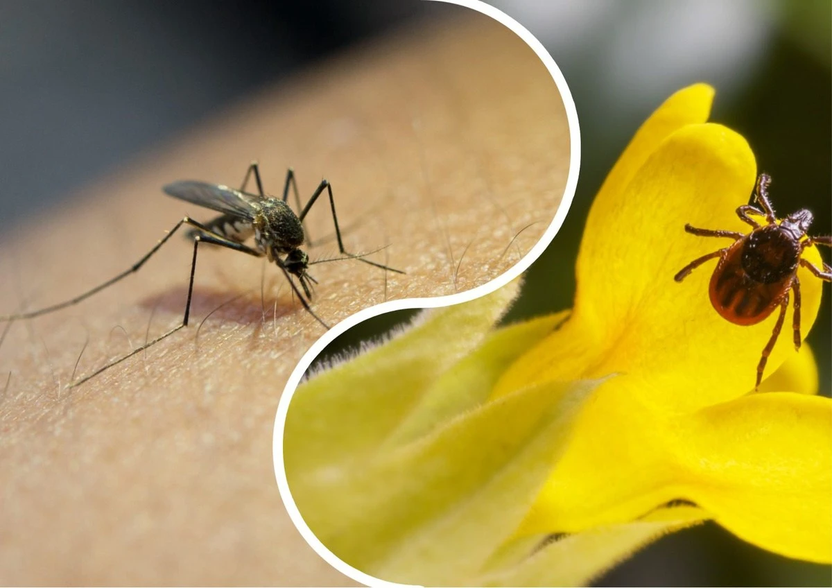 Stop komářímu a klíšťatům: Jeden přírodní recept, který mě chrání v létě