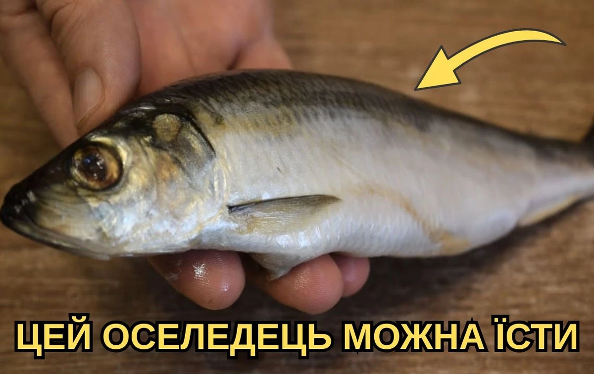 Sleď se vám v obchodě jen tak neprodá: Věnujte pozornost těmto očím