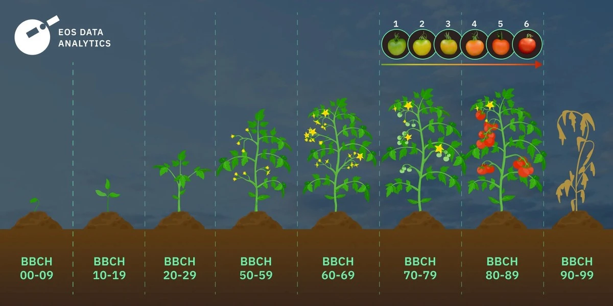 Jedna lžíce rybí moučky před výsadbou: Proč má rajče silné stéblo? - image 1
