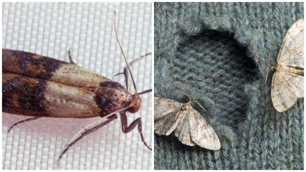 Proč stačí 3 kapky levandulového oleje, aby se mol ve skříni už nikdy neobjevil