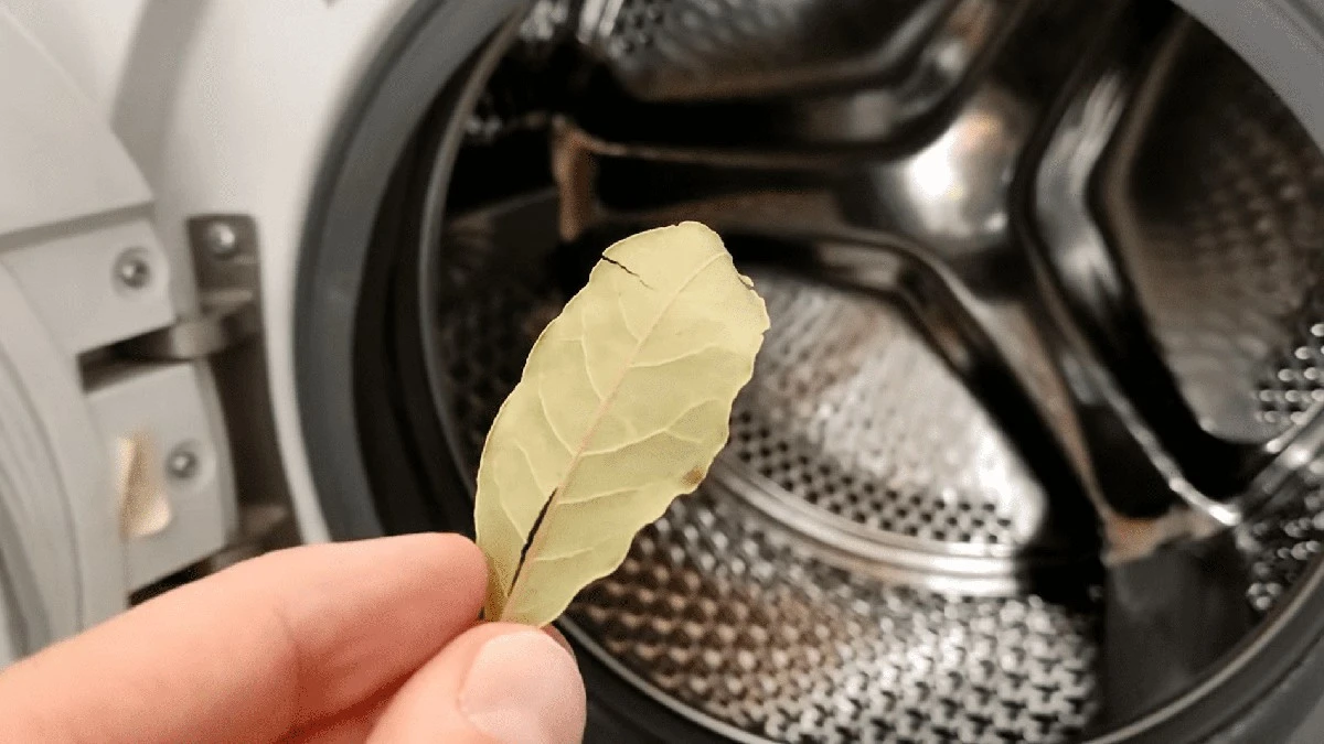 Proč zkušené hospodyňky dávají bobkový list do praní? Zapomeňte na aviváž.