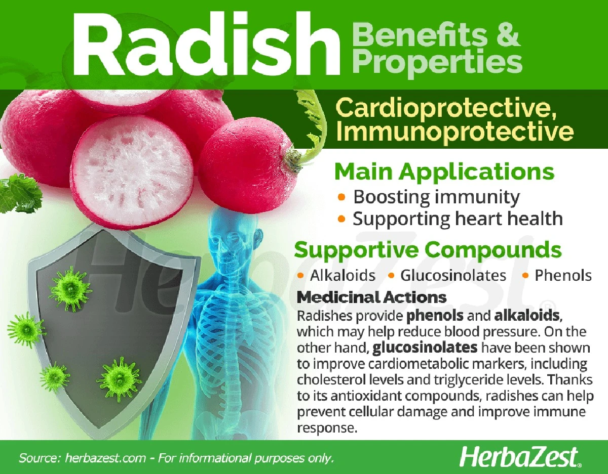 redkvickatajnaz-extra-1.webp Ředkvička: Tajná zbraň pro zdravé srdce, kterou většina lidí ignoruje - image 1