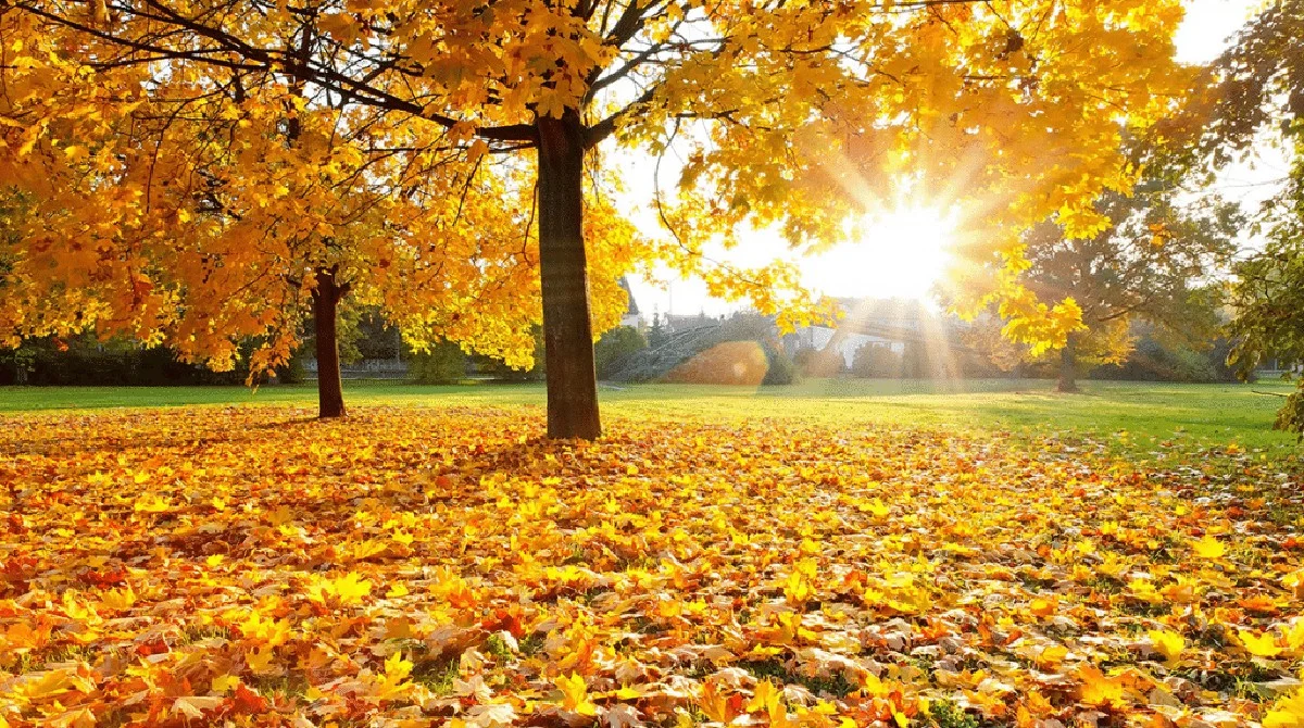 Proč listy vašich květin žloutnou: zrádná voda ničí pokojovky - image 2