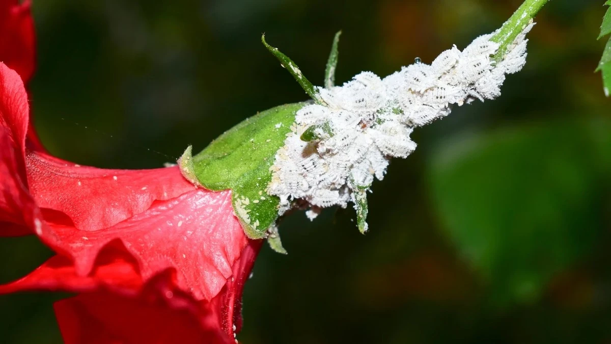 Na 8. března buďte opatrní: V kyticích se mohou skrývat nebezpeční škůdci - image 1